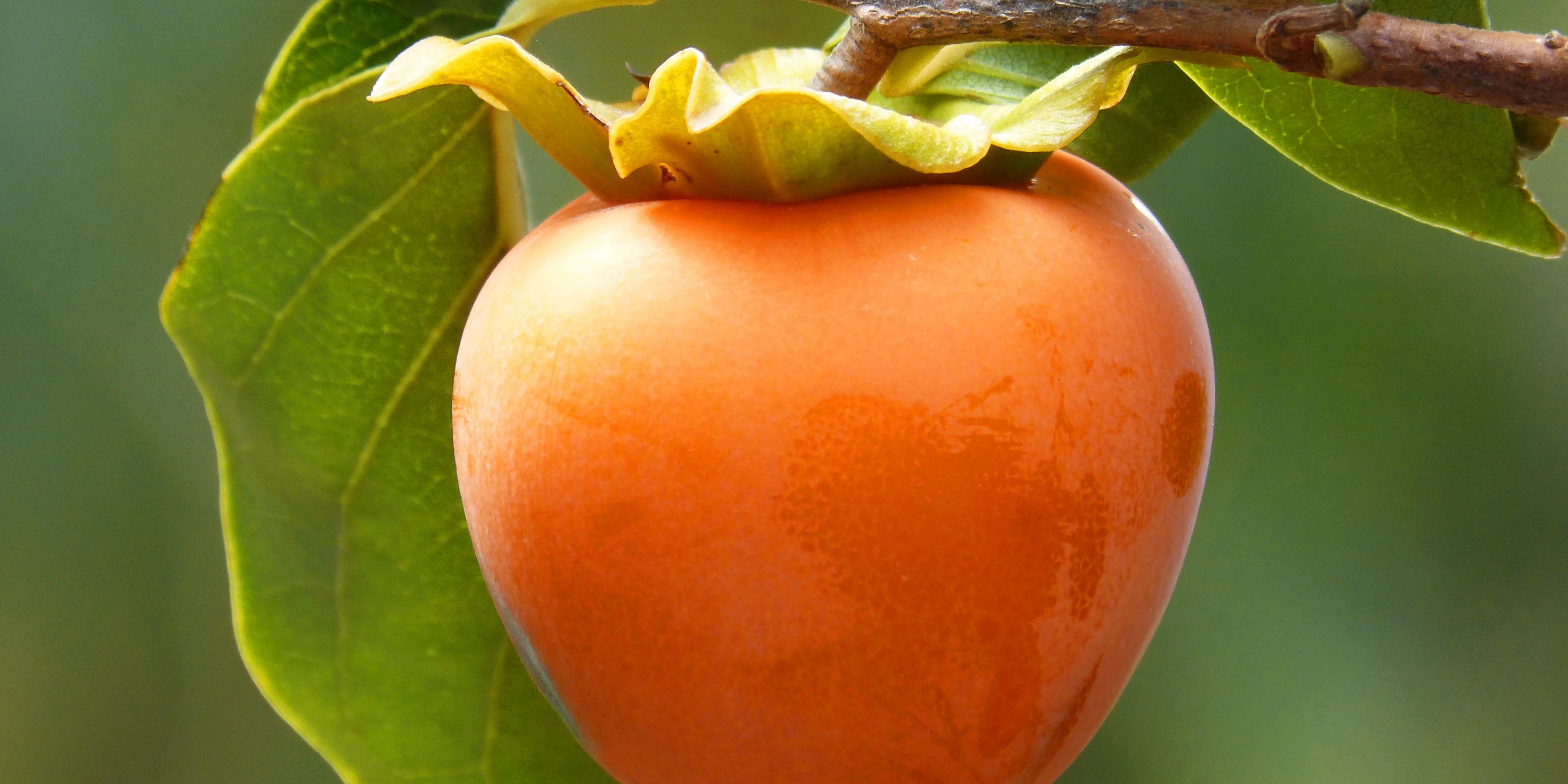 kaki persemmons fructul zeilor