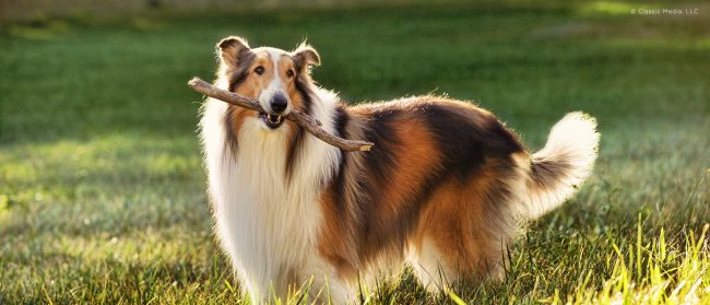 lassie1